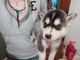Siberian Husky Puppies for sale in Union City, MI, USA. price: NA