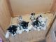 Siberian Husky Puppies for sale in Tumwater, WA 98512, USA. price: NA