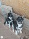 Siberian Husky Puppies for sale in Veguita, NM 87062, USA. price: NA