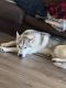 Siberian Husky Puppies for sale in Boise County, ID, USA. price: NA
