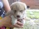 Siberian Husky Puppies for sale in DQ Draper Rd, Alabama 35775, USA. price: NA