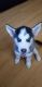 Siberian Husky Puppies for sale in Pico Rivera, CA, USA. price: NA