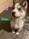 Siberian Husky Puppies for sale in Silva, MO 63964, USA. price: $500