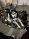 Siberian Husky Puppies for sale in Carol Stream, IL, USA. price: NA