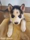 Siberian Husky Puppies for sale in Holmesville, OH 44633, USA. price: NA
