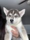 Siberian Husky Puppies for sale in Goodyear, AZ 85395, USA. price: NA
