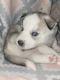 Siberian Husky Puppies for sale in Warren, PA 16365, USA. price: NA