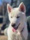 Siberian Husky Puppies for sale in Wausau, WI, USA. price: $1,300