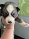 Siberian Husky Puppies for sale in Richlands, NC 28574, USA. price: NA