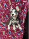 Siberian Husky Puppies for sale in Baltimore, MD, USA. price: $2,500