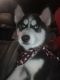 Siberian Husky Puppies for sale in 7630 Gough St, Baltimore, MD 21224, USA. price: NA