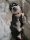 Siberian Husky Puppies for sale in Philadelphia, PA, USA. price: $1,000