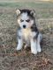 Siberian Husky Puppies for sale in Rex, GA, USA. price: NA