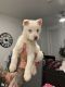 Siberian Husky Puppies for sale in Lacey, WA 98516, USA. price: NA