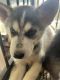 Siberian Husky Puppies for sale in Homestead, FL, USA. price: $1,200