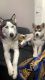 Siberian Husky Puppies for sale in Riverside, CA, USA. price: $1,500