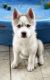 Siberian Husky Puppies for sale in Jonesboro, GA, USA. price: NA