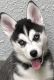 Siberian Husky Puppies for sale in Winneconne, WI 54986, USA. price: $950