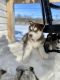 Siberian Husky Puppies for sale in Lake Park, MN 56554, USA. price: NA