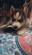Siberian Husky Puppies for sale in McAllen, TX, USA. price: $400
