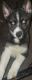 Siberian Husky Puppies for sale in Birdsboro, PA 19508, USA. price: NA