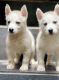 Siberian Husky Puppies for sale in Miami Ct, Brooklyn, NY 11225, USA. price: NA