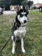 Siberian Husky Puppies for sale in 6229 Eaton St, Hollywood, FL 33024, USA. price: NA