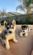 Siberian Husky Puppies for sale in Arvin, CA 93203, USA. price: $250