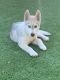 Siberian Husky Puppies for sale in Perris, CA, USA. price: NA