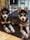 Siberian Husky Puppies for sale in Syracuse, NY, USA. price: $1,200