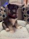 Siberian Husky Puppies for sale in Waterbury, CT, USA. price: $450
