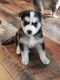 Siberian Husky Puppies for sale in Hazleton, PA, USA. price: NA