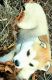 Siberian Husky Puppies for sale in 5150 Trevon St, Eugene, OR 97402, USA. price: $600,750
