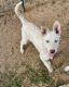 Siberian Husky Puppies for sale in Fort Worth, TX, USA. price: $75