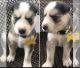 Siberian Husky Puppies for sale in Baldwin, FL 32234, USA. price: $130