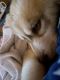 Siberian Husky Puppies for sale in Emmett, ID 83617, USA. price: $800