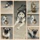 Siberian Husky Puppies for sale in North Hollywood, Los Angeles, CA, USA. price: NA