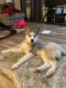 Siberian Husky Puppies for sale in Burtonsville, MD, USA. price: $1,200