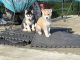 Siberian Husky Puppies for sale in SeaTac, WA, USA. price: $800