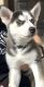 Siberian Husky Puppies for sale in 1227 Shenandoah Dr, Allen, TX 75002, USA. price: NA