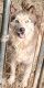 Siberian Husky Puppies for sale in Efland, NC, USA. price: NA