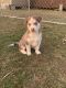 Siberian Husky Puppies for sale in Arthurdale, WV 26547, USA. price: $1,200