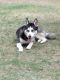 Siberian Husky Puppies for sale in 2413 W Echo Ln, Phoenix, AZ 85021, USA. price: NA