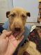 Siberian Husky Puppies for sale in Taft, TX 78390, USA. price: NA