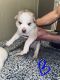 Siberian Husky Puppies for sale in Longview, TX 75604, USA. price: NA