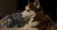Siberian Husky Puppies for sale in 914 Van Buren St, Streator, IL 61364, USA. price: NA