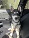 Siberian Husky Puppies for sale in Wooster, OH 44691, USA. price: NA