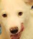 Siberian Husky Puppies for sale in Russellville, AL, USA. price: NA
