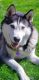 Siberian Husky Puppies for sale in West Hills, Los Angeles, CA, USA. price: NA