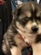 Siberian Husky Puppies for sale in Maiden, NC, USA. price: $500
